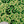 Porte gravée SvF V4 mod - Engraved Panel - SvF Little Skulls Green