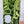 Porte gravée SvF V4 mod - Engraved SvF V4 Mod Panel -  SvF half heads stars Green