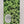 Porte gravée SvF Mods Original - Engraved SvF Panel - Green Little SvF Heads